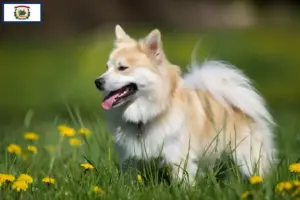 Read more about the article Icelandic dog breeders and puppies in West Virginia