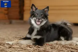 Read more about the article Icelandic dog breeders and puppies in Wisconsin