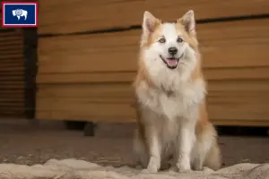 Read more about the article Icelandic dog breeders and puppies in Wyoming