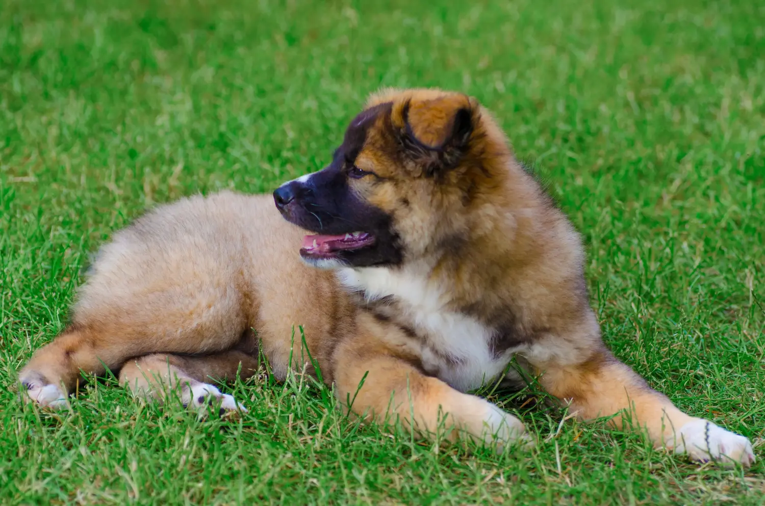 Buying an Icelandic dog puppy means taking responsibility! Buy Icelandic dog puppies.