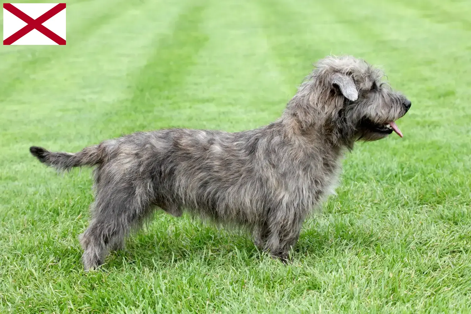 Read more about the article Irish Glen of Imaal Terrier breeders and puppies in Alabama