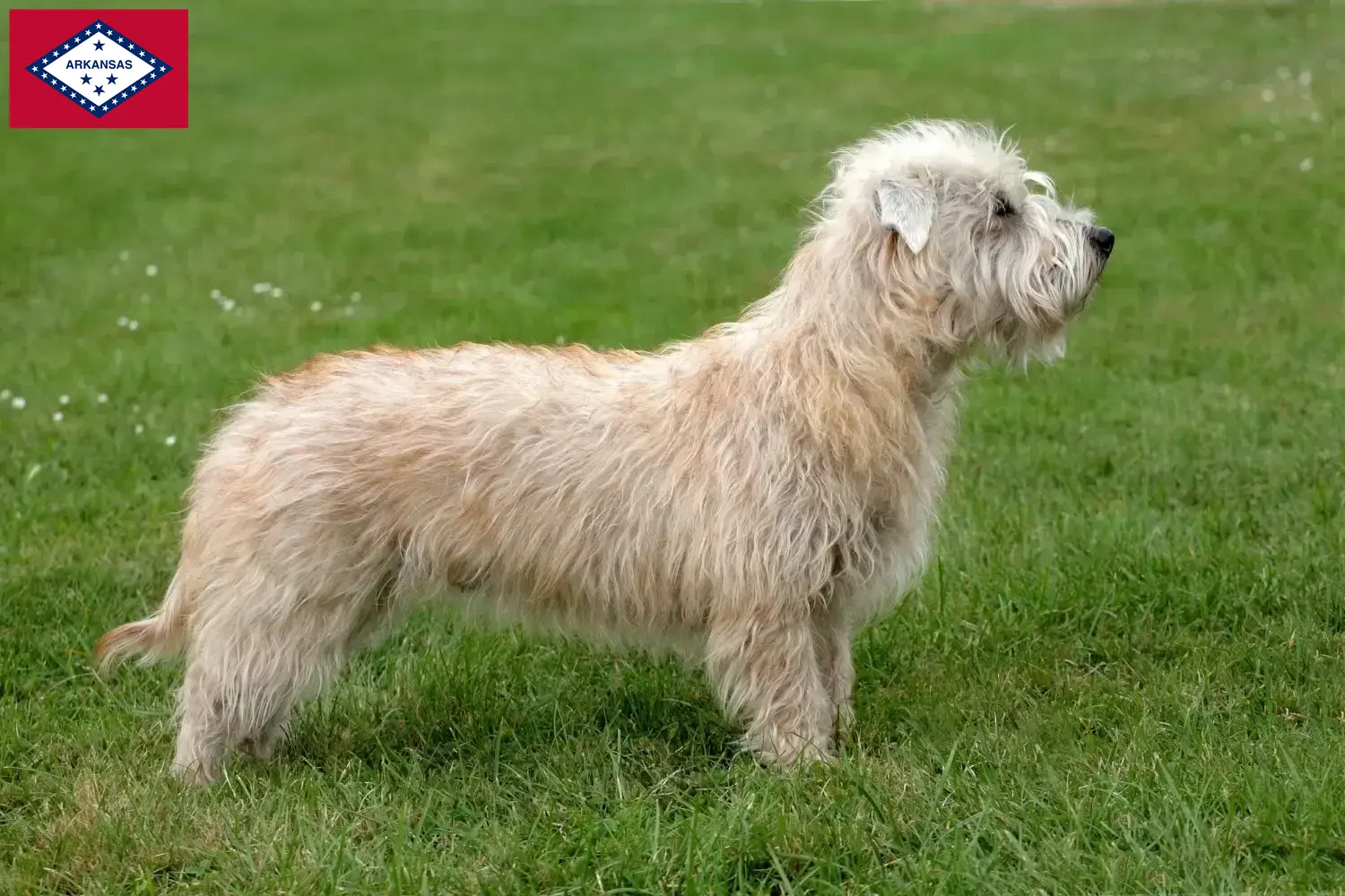 Read more about the article Irish Glen of Imaal Terrier breeders and puppies in Arkansas