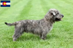 Read more about the article Irish Glen of Imaal Terrier breeders and puppies in Colorado