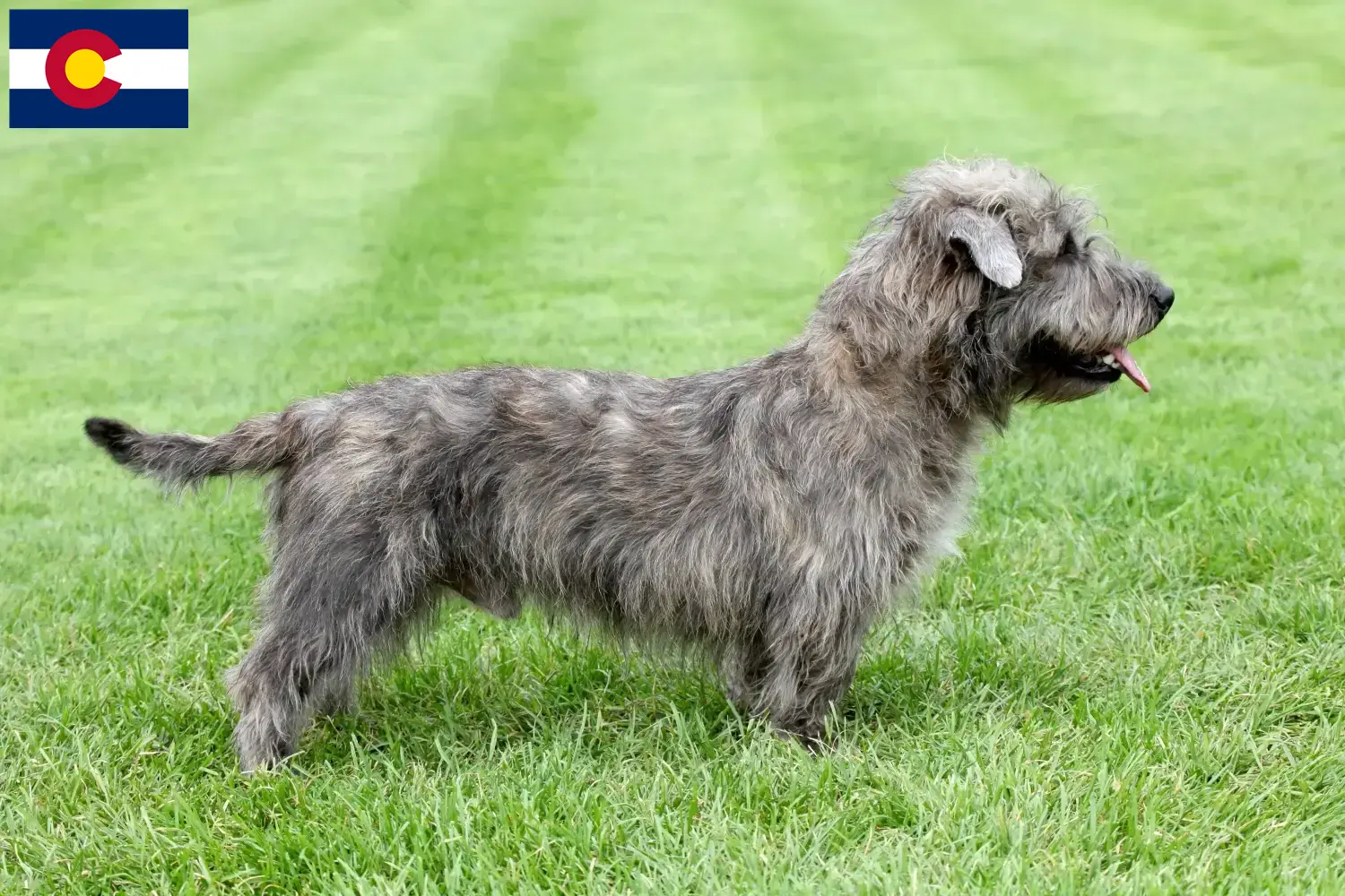 Read more about the article Irish Glen of Imaal Terrier breeders and puppies in Colorado