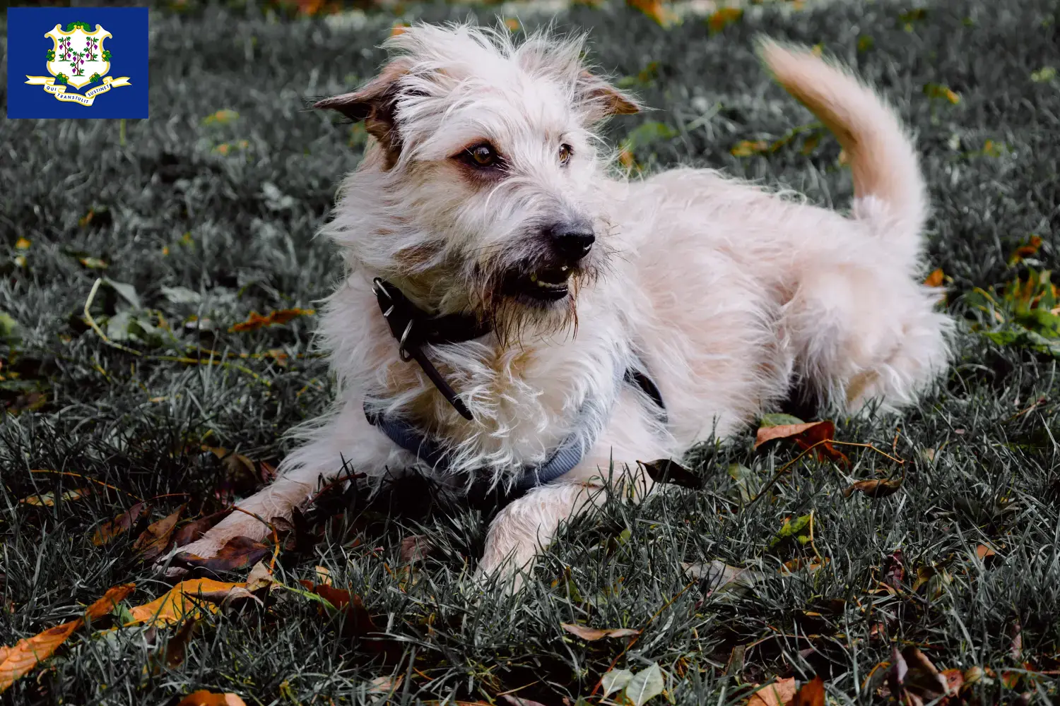 Read more about the article Irish Glen of Imaal Terrier breeders and puppies in Connecticut