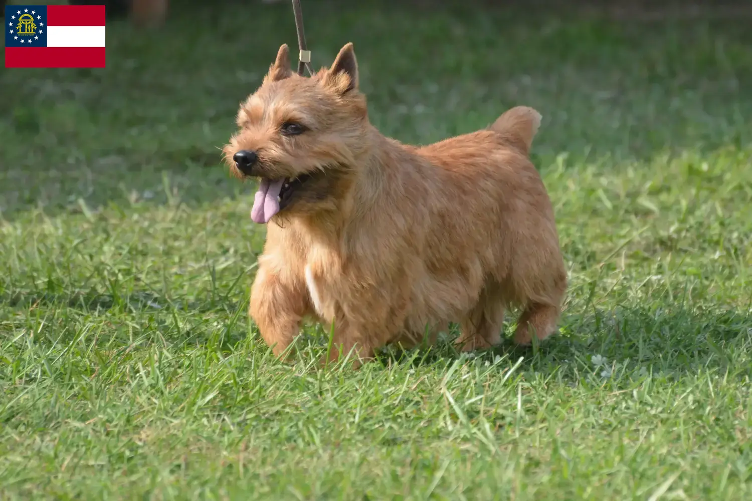 Read more about the article Irish Glen of Imaal Terrier breeders and puppies in Georgia