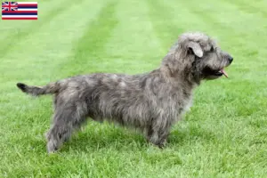 Read more about the article Irish Glen of Imaal Terrier Breeders and Puppies in Hawaii