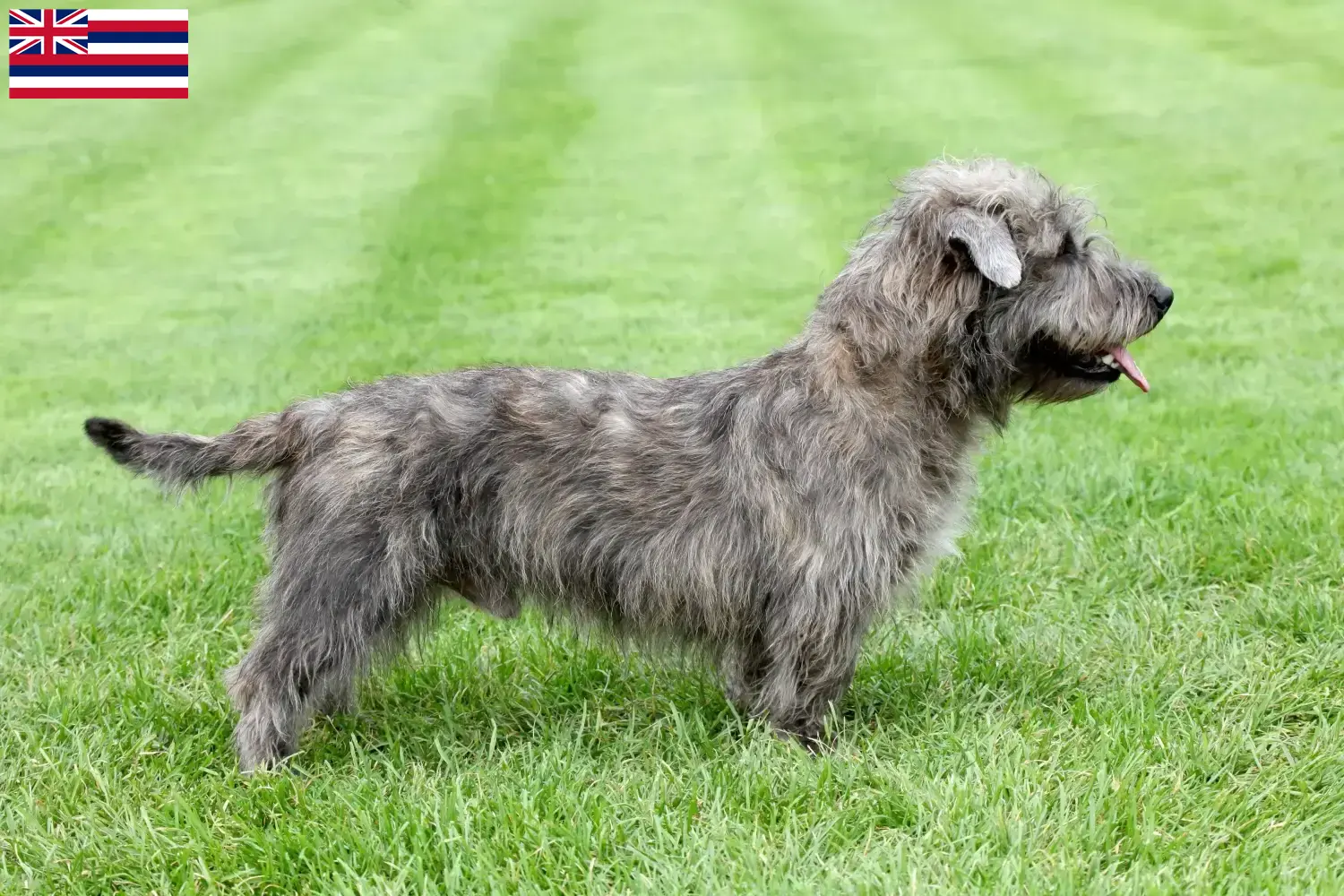 Read more about the article Irish Glen of Imaal Terrier Breeders and Puppies in Hawaii