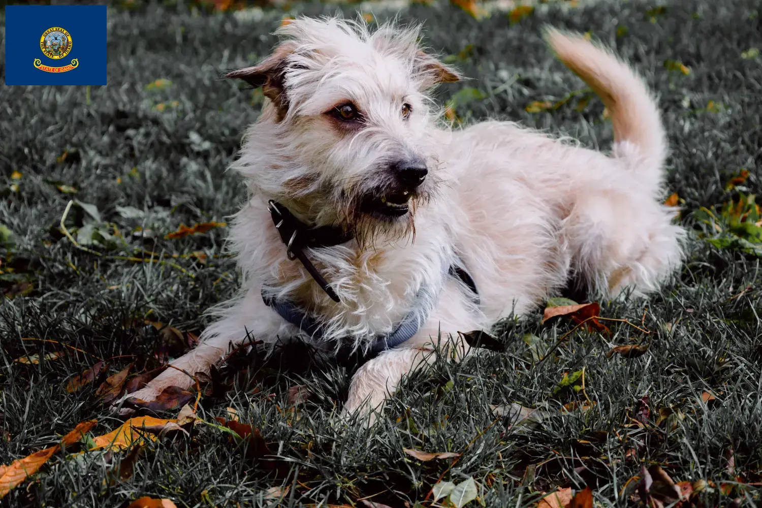 Read more about the article Irish Glen of Imaal Terrier breeders and puppies in Idaho