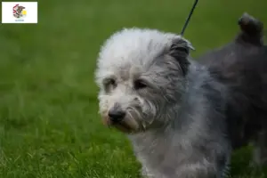 Read more about the article Irish Glen of Imaal Terrier breeders and puppies in Illinois