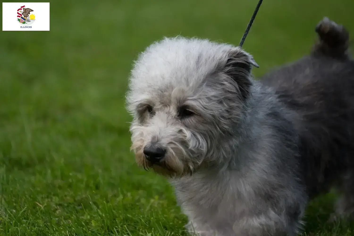 Read more about the article Irish Glen of Imaal Terrier breeders and puppies in Illinois