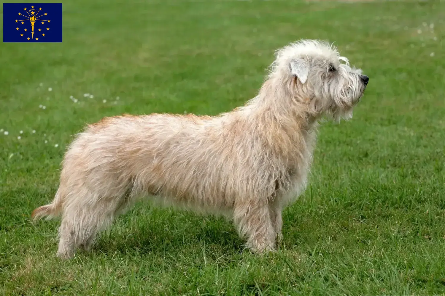 Read more about the article Irish Glen of Imaal Terrier breeders and puppies in Indiana