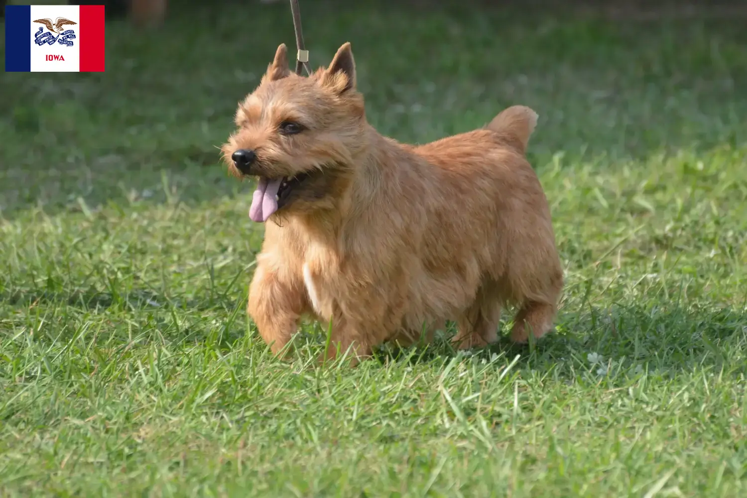 Read more about the article Irish Glen of Imaal Terrier Breeders and Puppies in Iowa