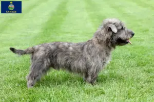Read more about the article Irish Glen of Imaal Terrier breeders and puppies in Kansas