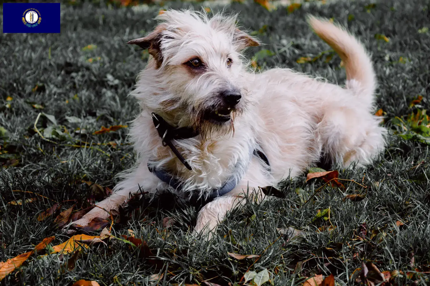 Read more about the article Irish Glen of Imaal Terrier breeders and puppies in Kentucky