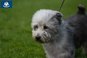Read more about the article Irish Glen of Imaal Terrier breeders and puppies in Louisiana