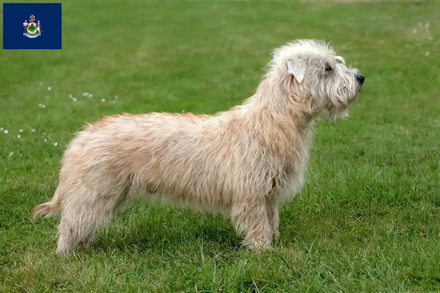 Read more about the article Irish Glen of Imaal Terrier breeders and puppies in Maine
