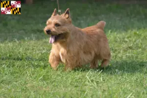 Read more about the article Irish Glen of Imaal Terrier Breeder and Puppies in Maryland