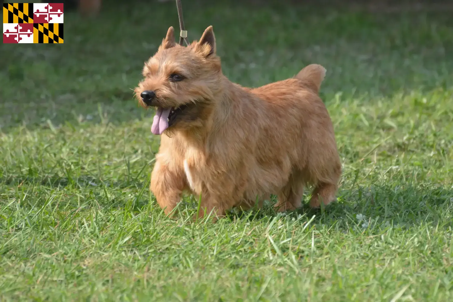Read more about the article Irish Glen of Imaal Terrier Breeder and Puppies in Maryland