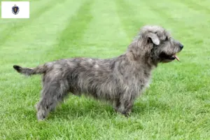 Read more about the article Irish Glen of Imaal Terrier Breeders and Puppies in Massachusetts