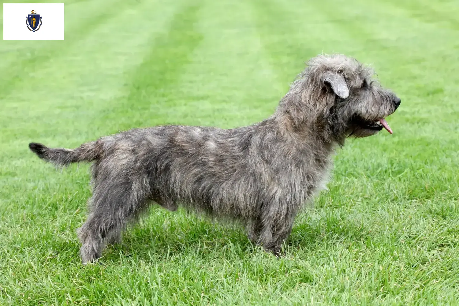 Read more about the article Irish Glen of Imaal Terrier Breeders and Puppies in Massachusetts