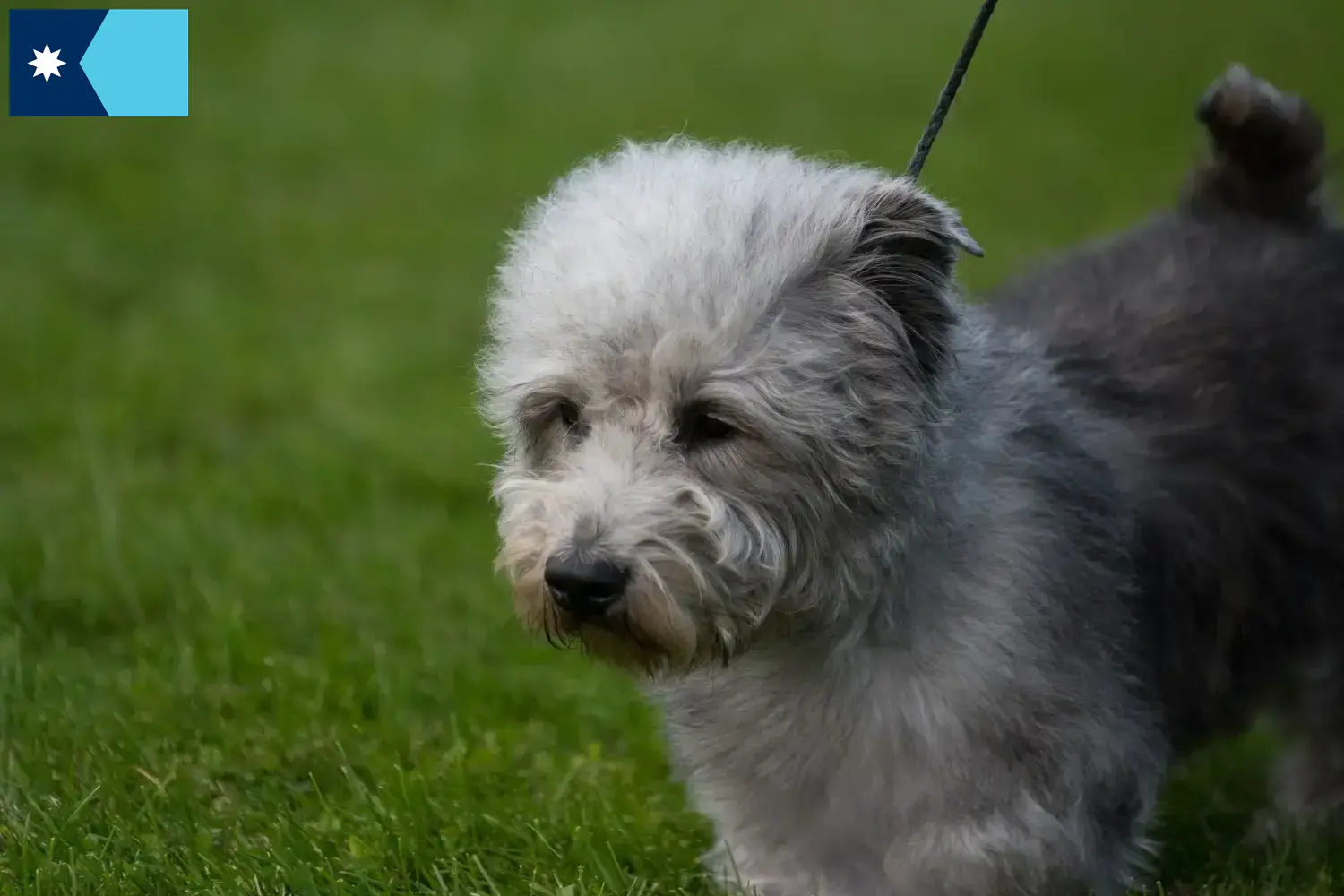Read more about the article Irish Glen of Imaal Terrier breeders and puppies in Minnesota