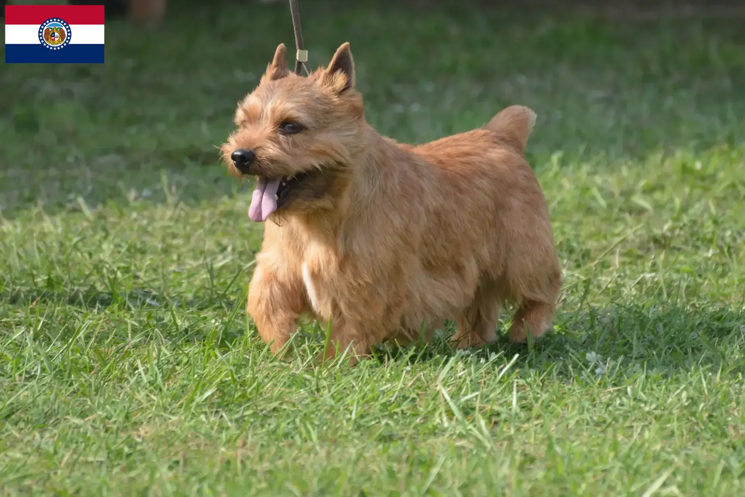 Read more about the article Irish Glen of Imaal Terrier breeders and puppies in Missouri