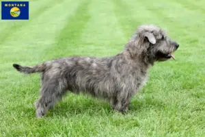 Read more about the article Irish Glen of Imaal Terrier breeders and puppies in Montana