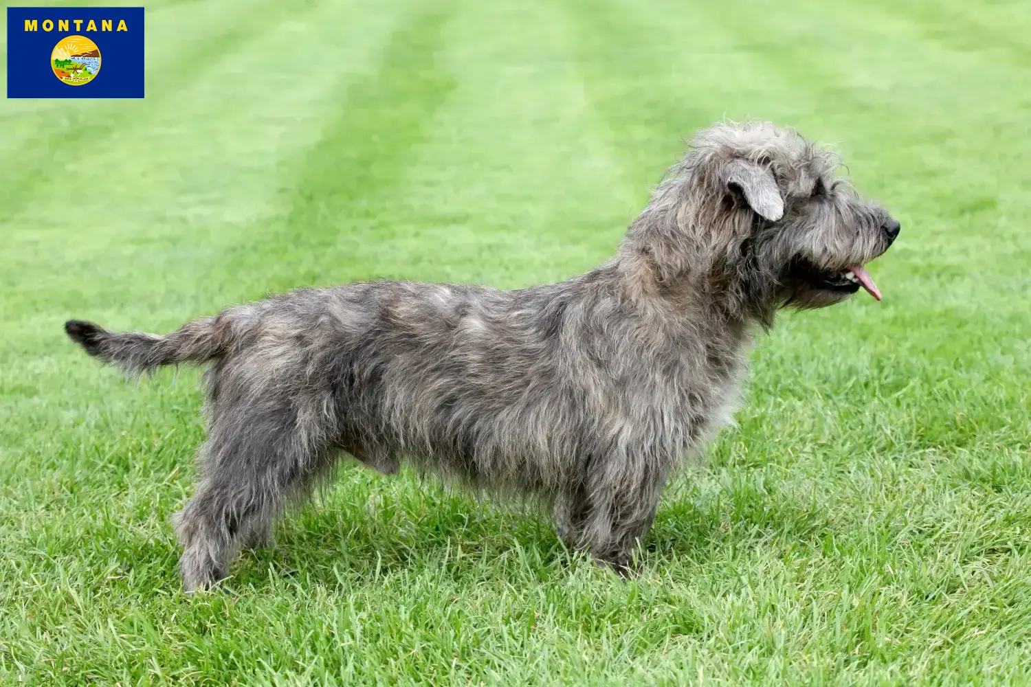 Read more about the article Irish Glen of Imaal Terrier breeders and puppies in Montana