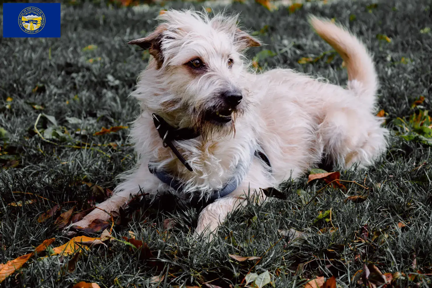 Read more about the article Irish Glen of Imaal Terrier Breeders and Puppies in Nebraska