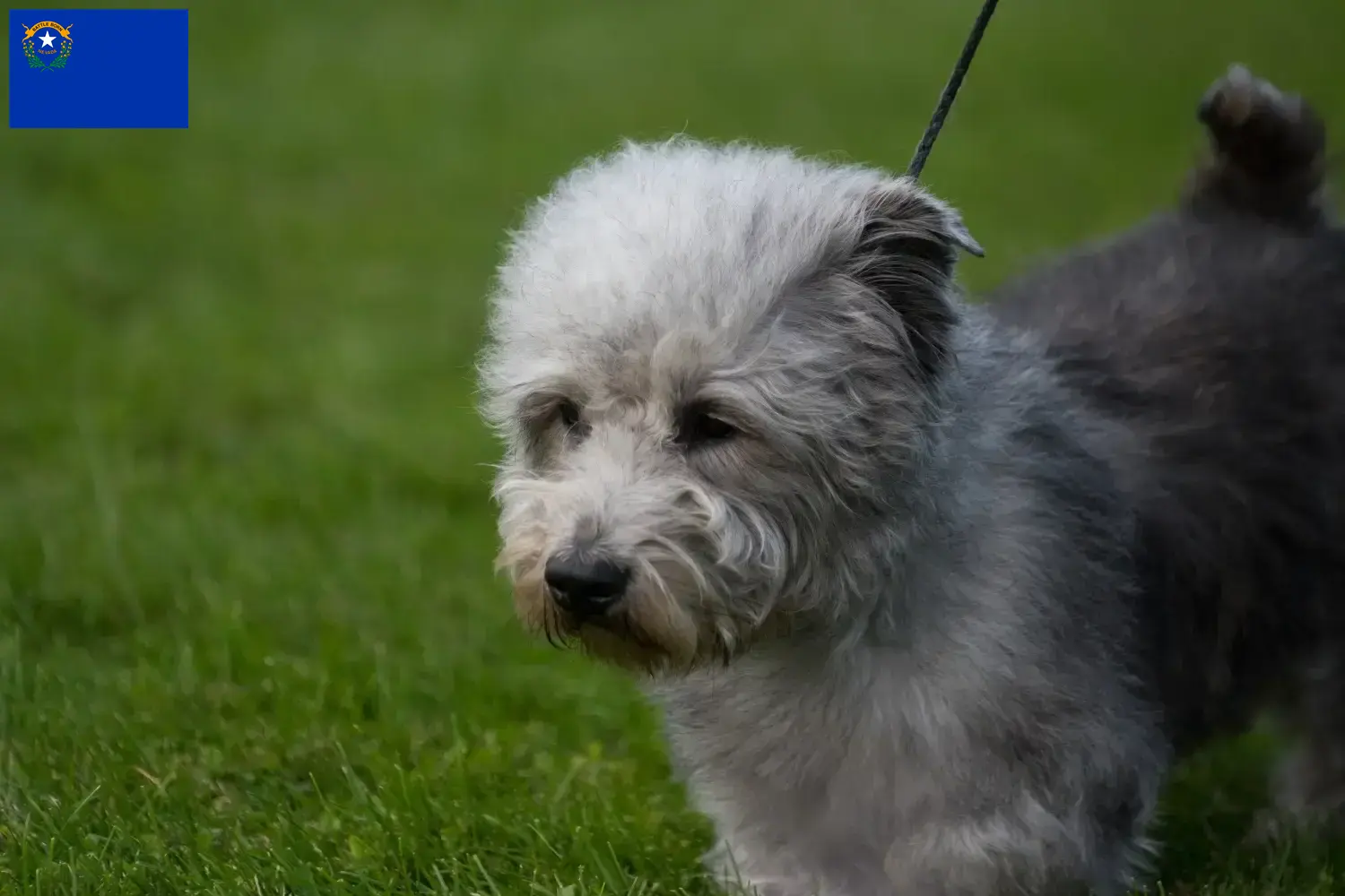 Read more about the article Irish Glen of Imaal Terrier breeders and puppies in Nevada