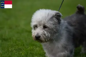 Read more about the article Irish Glen of Imaal Terrier Breeders and Puppies in North Carolina
