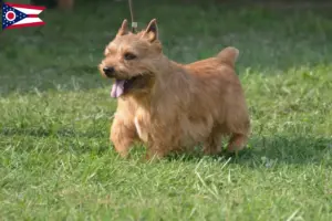 Read more about the article Irish Glen of Imaal Terrier breeders and puppies in Ohio