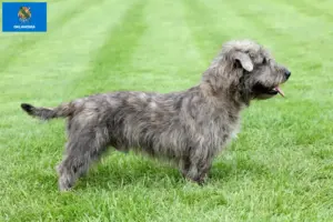 Read more about the article Irish Glen of Imaal Terrier Breeders and Puppies in Oklahoma