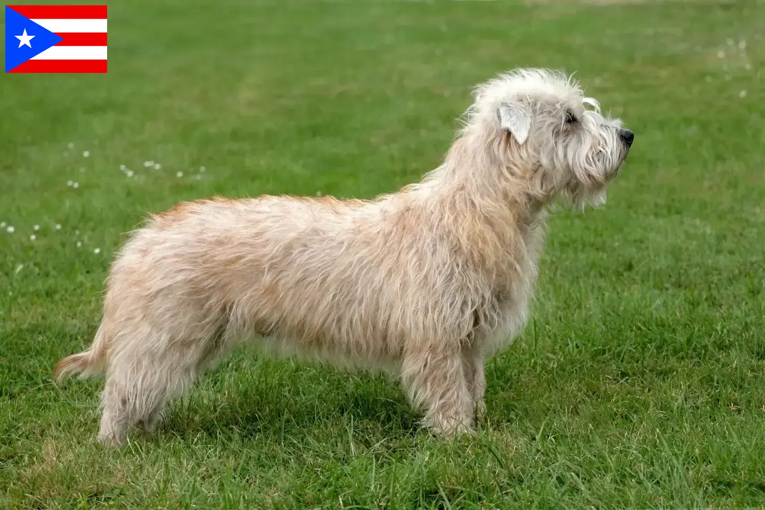 Read more about the article Irish Glen of Imaal Terrier breeders and puppies in Puerto Rico