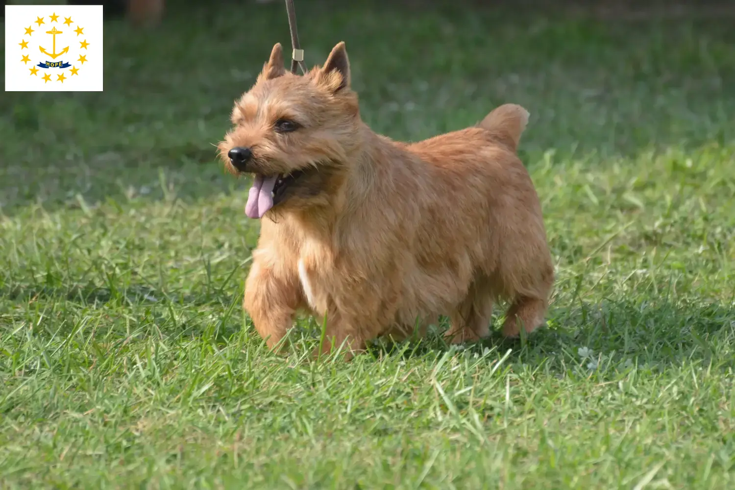 Read more about the article Irish Glen of Imaal Terrier Breeders and Puppies in Rhode Island