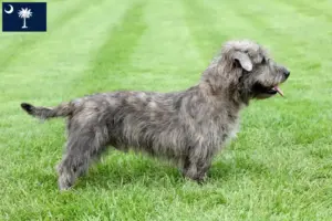 Read more about the article Irish Glen of Imaal Terrier Breeders and Puppies in South Carolina