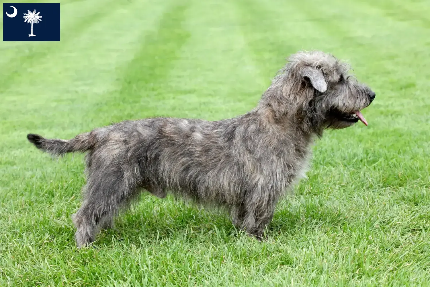 Read more about the article Irish Glen of Imaal Terrier Breeders and Puppies in South Carolina