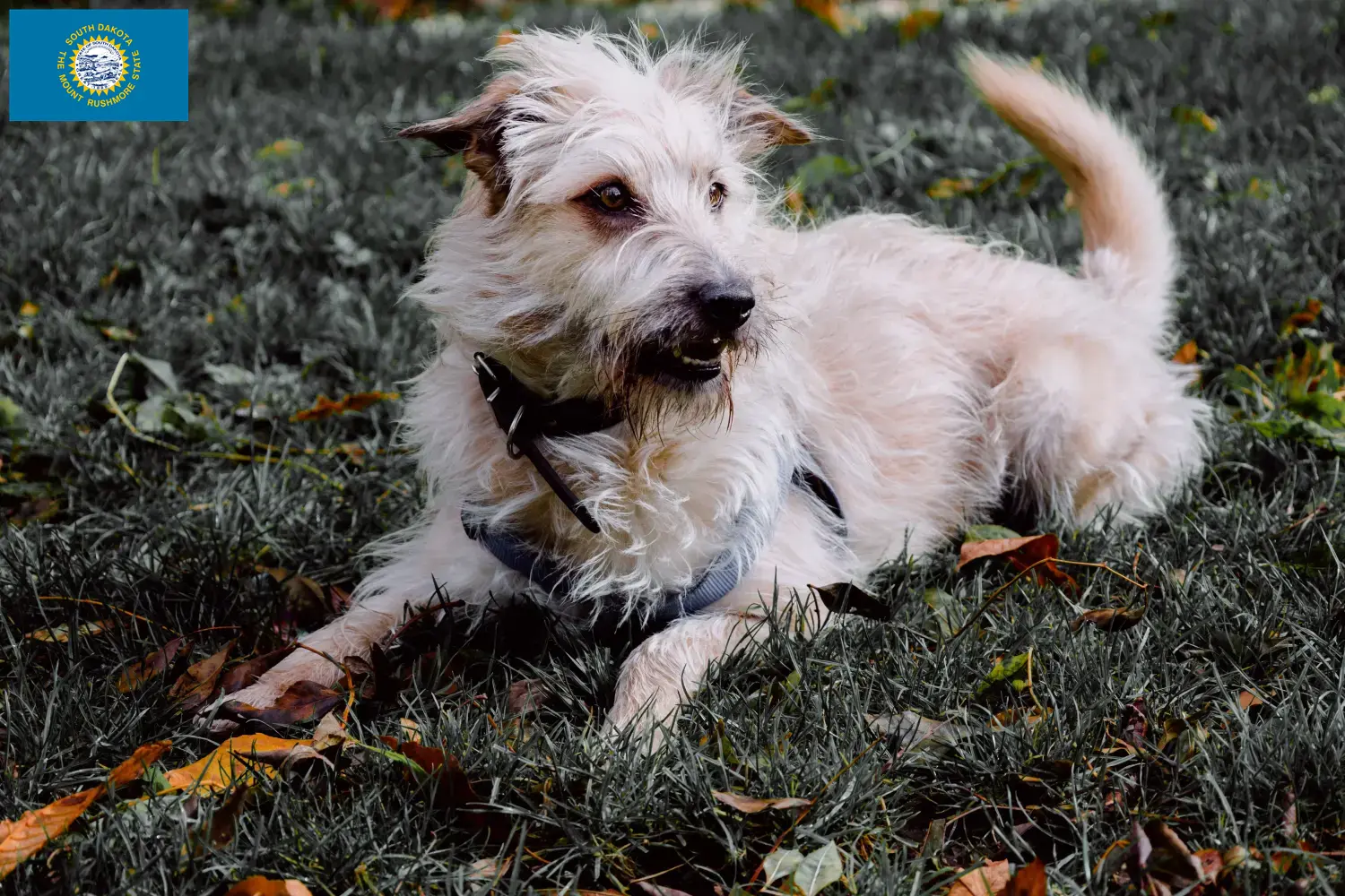 Read more about the article Irish Glen of Imaal Terrier Breeders and Puppies in South Dakota