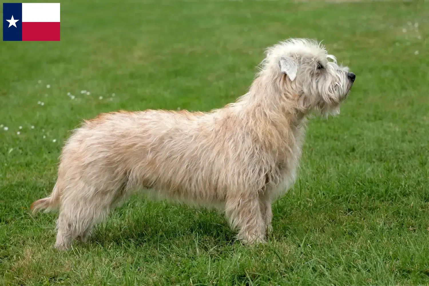 Read more about the article Irish Glen of Imaal Terrier breeders and puppies in Texas