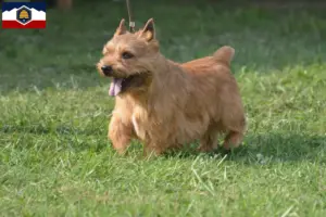 Read more about the article Irish Glen of Imaal Terrier breeders and puppies in Utah