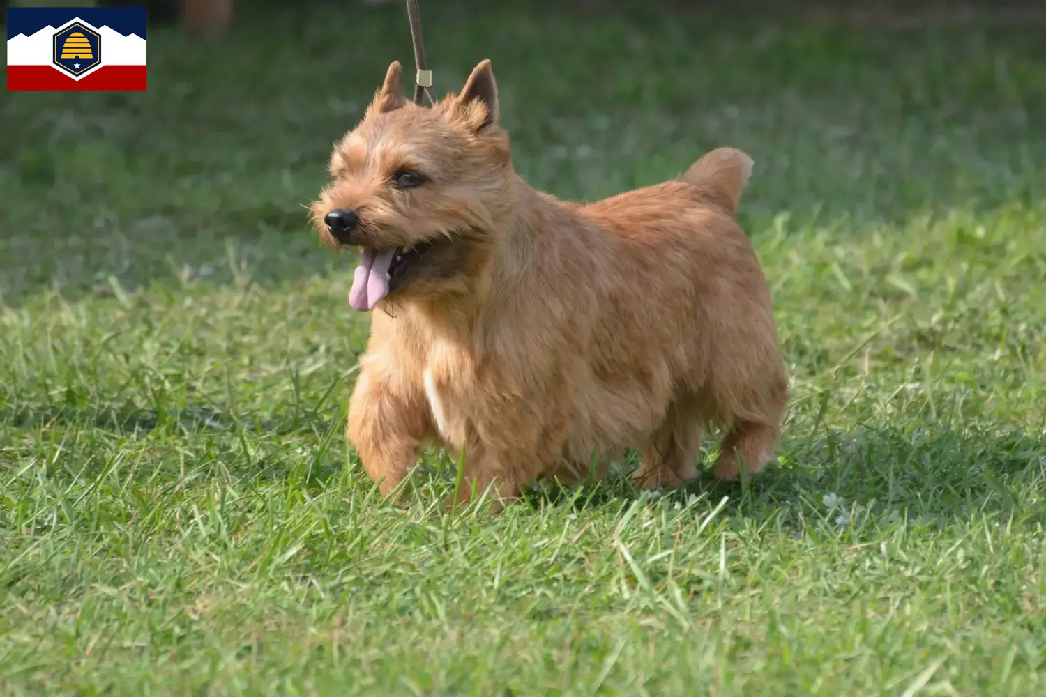 Read more about the article Irish Glen of Imaal Terrier breeders and puppies in Utah
