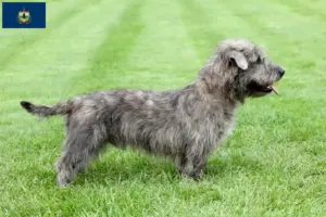 Read more about the article Irish Glen of Imaal Terrier breeders and puppies in Vermont
