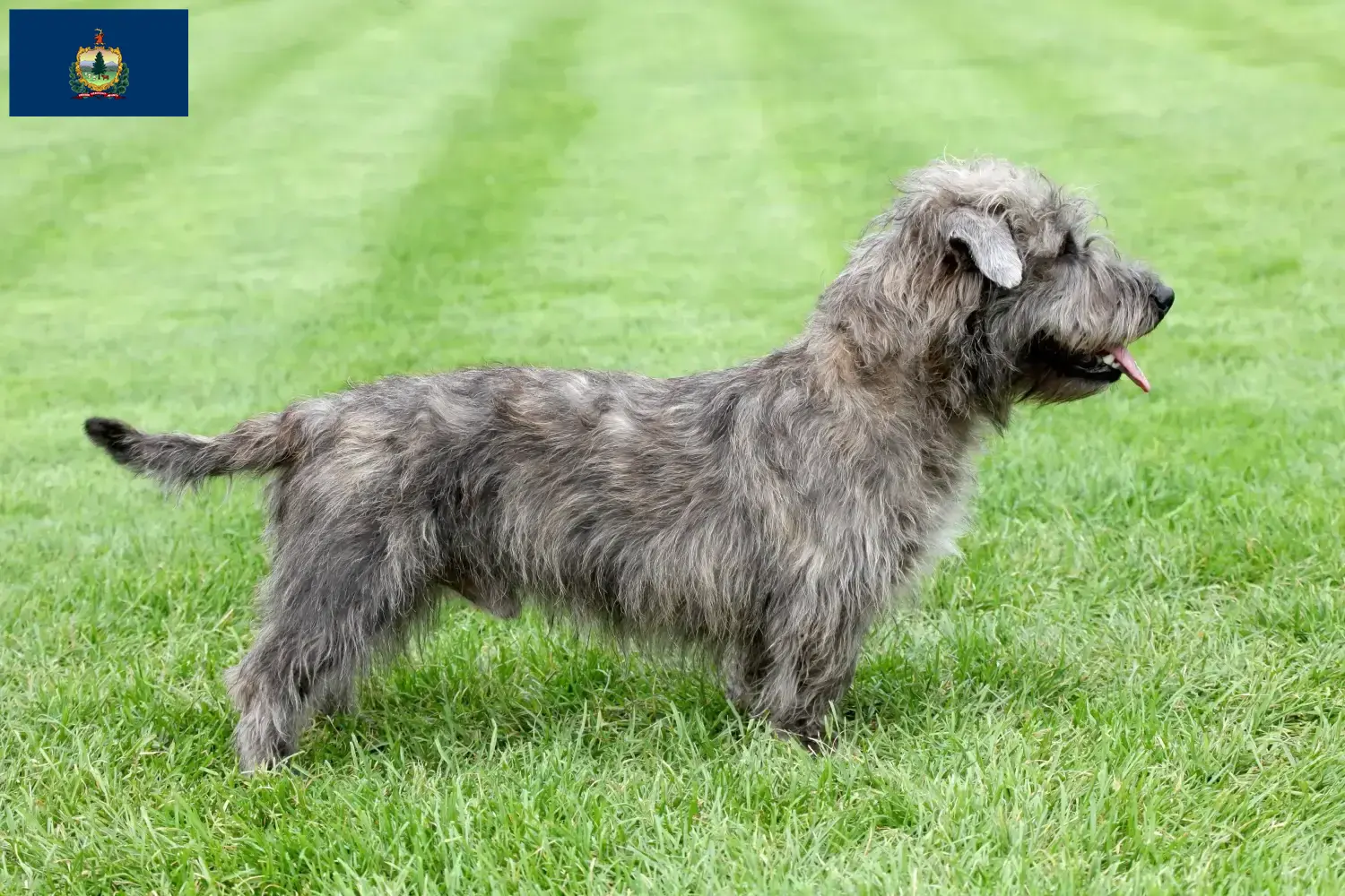 Read more about the article Irish Glen of Imaal Terrier breeders and puppies in Vermont