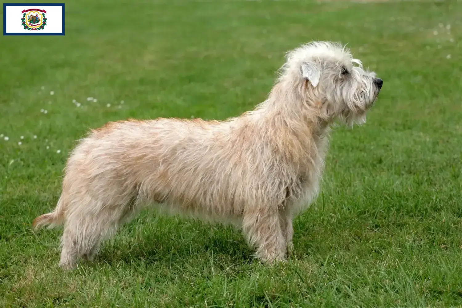 Read more about the article Irish Glen of Imaal Terrier Breeders and Puppies in West Virginia