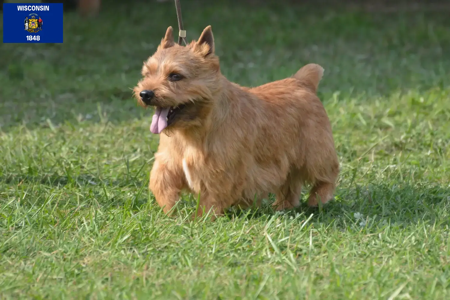 Read more about the article Irish Glen of Imaal Terrier Breeders and Puppies in Wisconsin