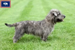 Read more about the article Irish Glen of Imaal Terrier Breeders and Puppies in Wyoming