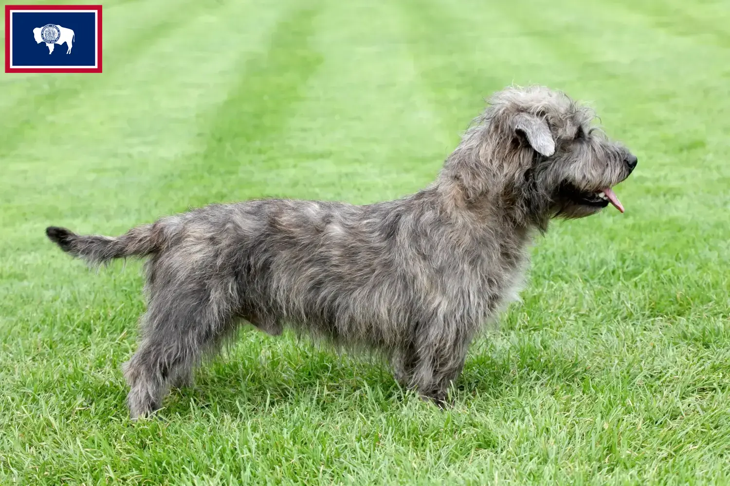 Read more about the article Irish Glen of Imaal Terrier Breeders and Puppies in Wyoming