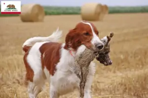 Read more about the article Irish Red and White Setter breeders and puppies in California
