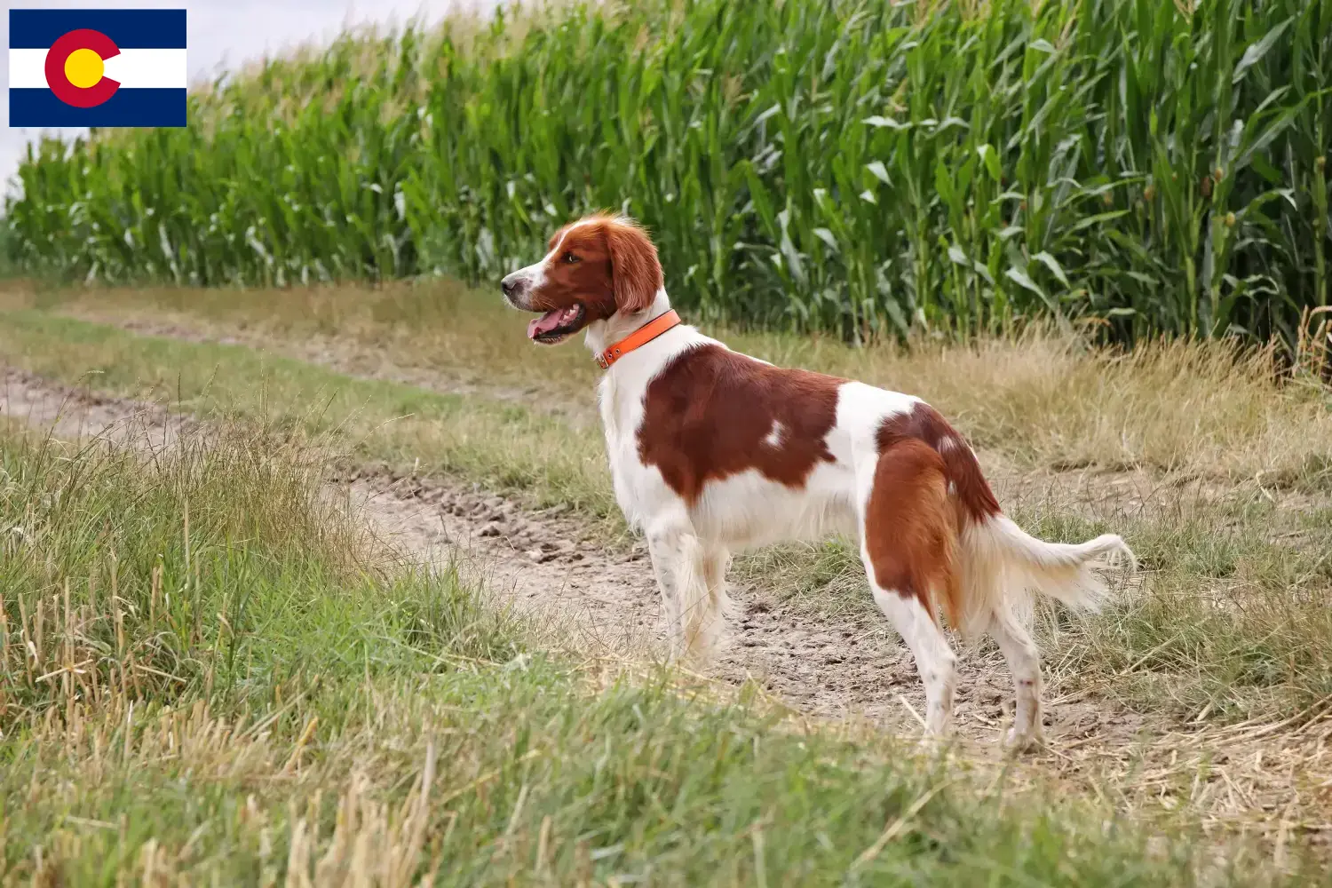 Irish Red and White Setter puppies and breeders Colorado Find Irish Red and White Setter breeders in Colorado.